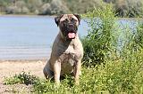 BULLMASTIFF 090